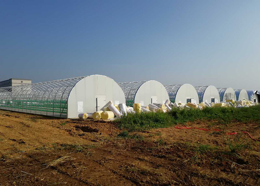 7-10 Meter Width Outdoor Mushroom Greenhouse With Insulating Blanket