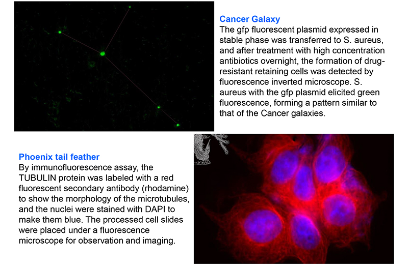 Binocular Wide Field Fluorescence Microscopy A16.2614 40X - 1600X Magnification
