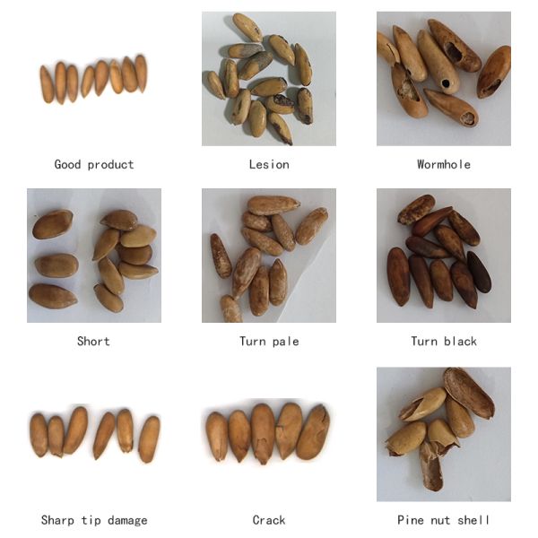 AI Type Single Channel 5.5-7.5kW AI Sorting Machine For Grain Sorting