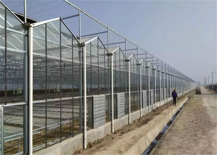Large Size Venlo Type Glass Greenhouse Hot Galvanized Steel Skeleton Material