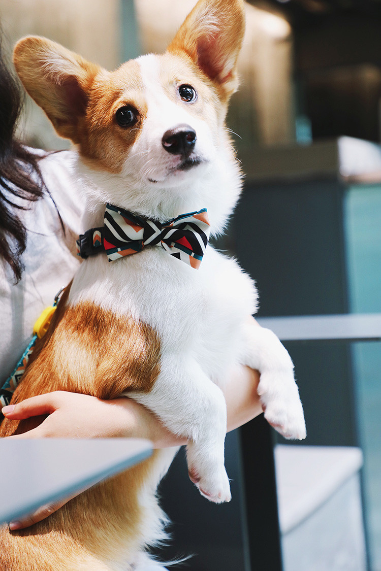 Cute Blue Black Custom Christmas Dog Bowtie Collar Wedding 5.12 Inch 13cm