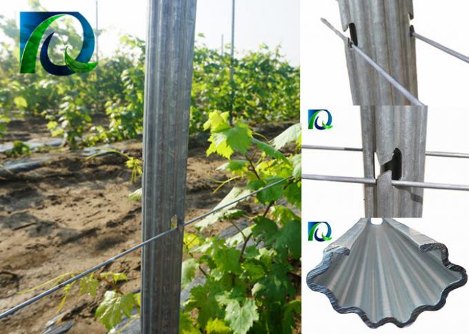 Heavy Duty Metal Vineyard Trellis Posts With H-Shaped Holes Long Service Life