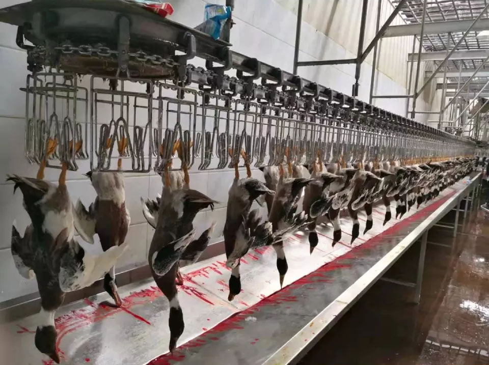 ISO9001 CE Full Automatic Poultry Slaughtering Line Automatic Chicken Slaughtering Line