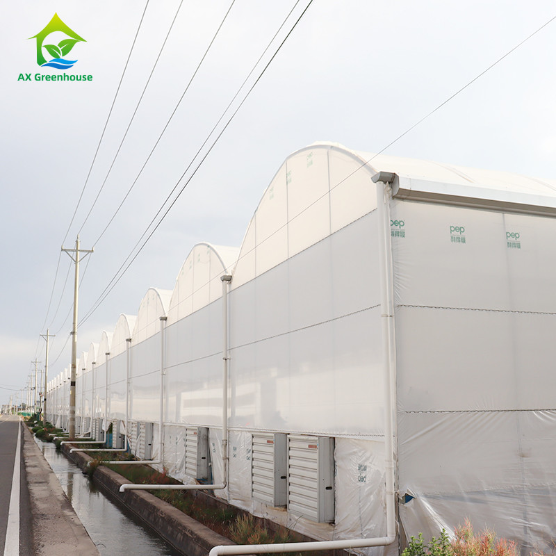 Large Tunnel Custom Multi-span Plastic Blueberry Growing Greenhouses