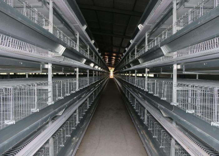 Indoor Battery Cage Poultry Farming Saving Feed Unique Cross - Opening Door Design