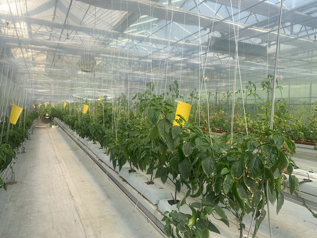 Greenhouse Hydroponic System for Large-Scale Farming