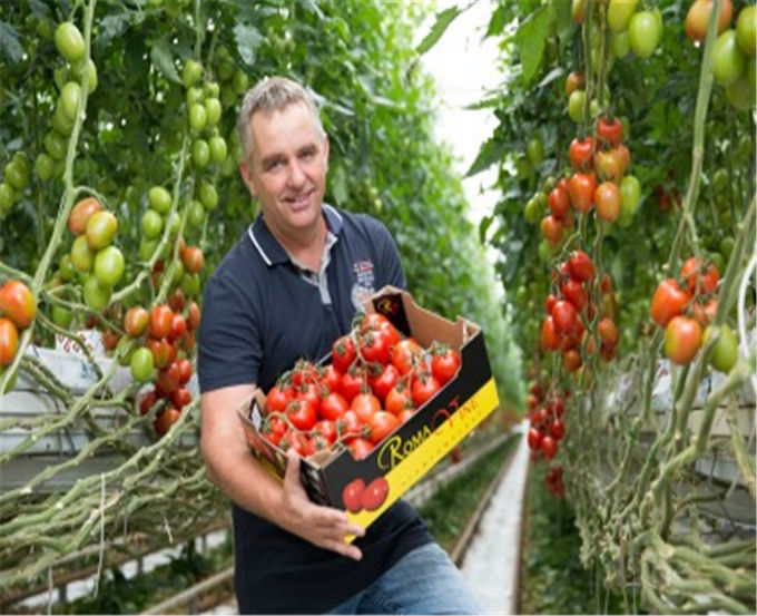 Water Proof Agricultural Glass Greenhouse , Diy Tomato Greenhouse Good Light Transmittance
