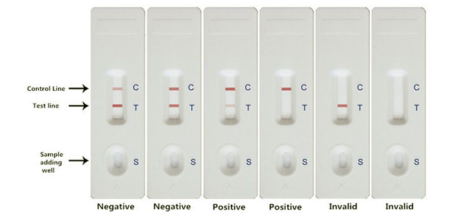 Ochratoxin A OTA Rapid Mycotoxin Test Strips For Grain Feed 50 Tests/Kit