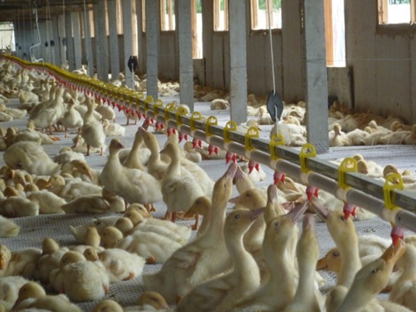 380V Nipple Drinker Automatic Feeding Machine For Poultry