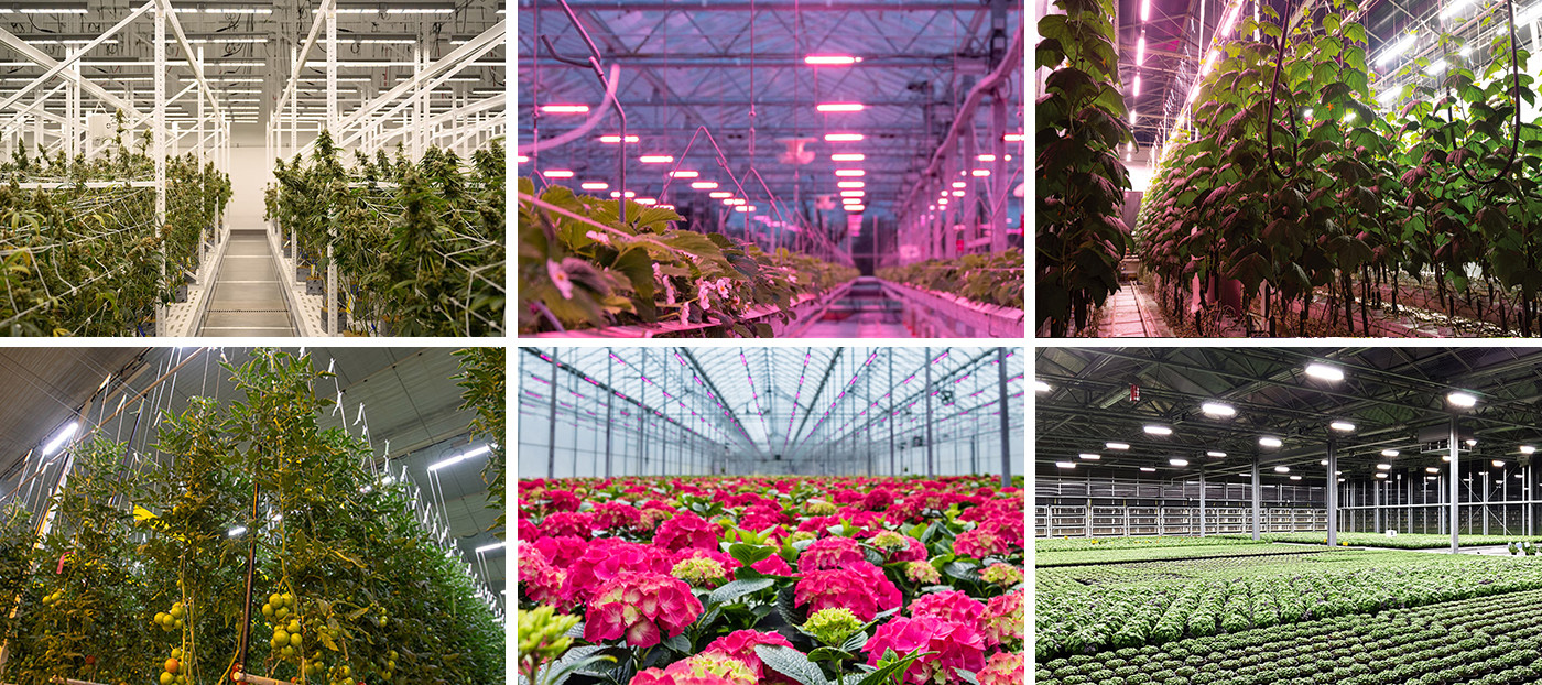 High Efficiency 400w Led Grow Lights For Weed Growing 600W HPS Replace Dimmable Timing Full Spectrum Daisy Chain
