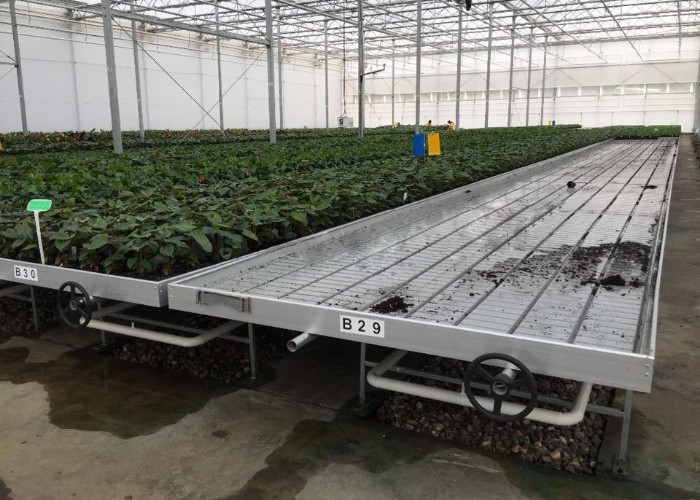 factory price greenhouse nursery plastic flood tray 4'x8' ebb and flow propagation flood table system