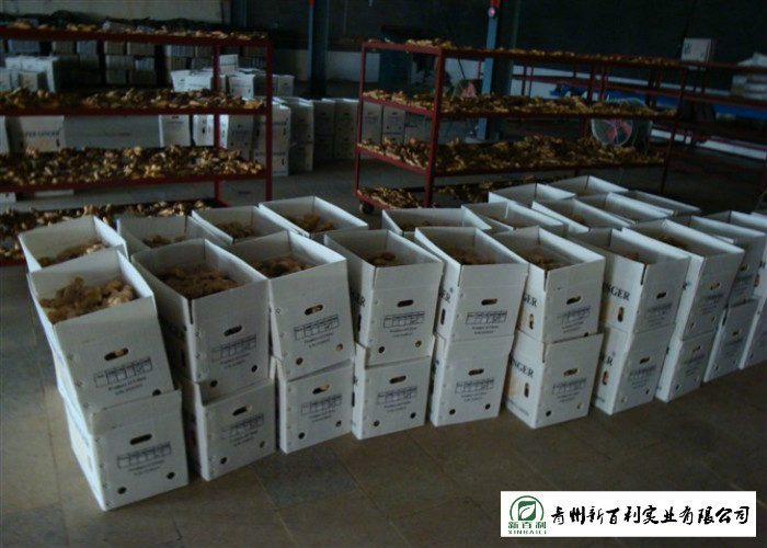 Medicinal Value Organic Fresh Ginger , Chinese Fresh Young Ginger For Swelling