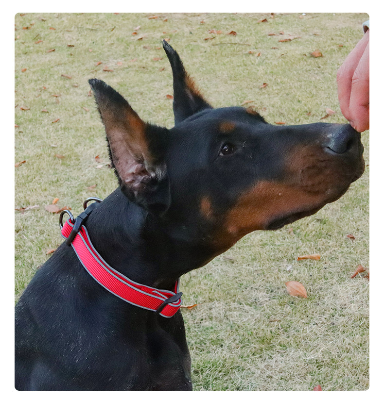 Pet Adjustable Dog Collar Reflective Collar For Medium And Large Dogs