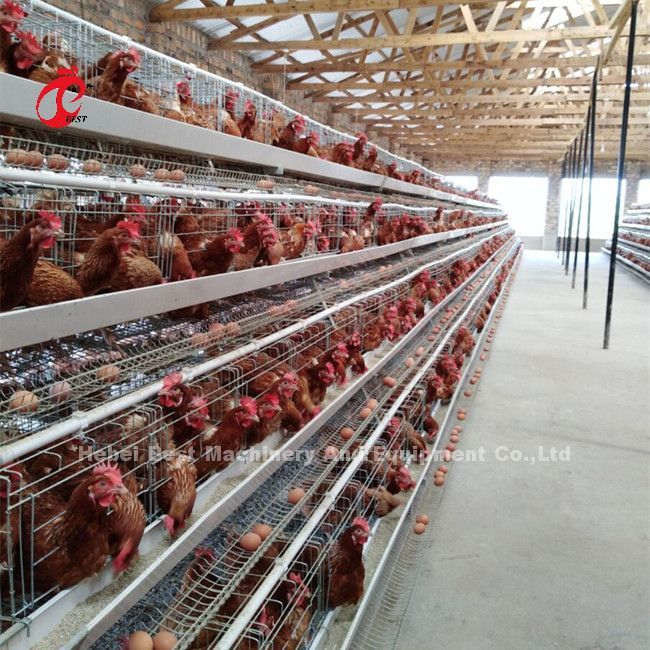 A Type Chicken 128 birds Poultry Chicken Battery Cage System Hot Dipped Galvanized For Nigeria Farm Doris
