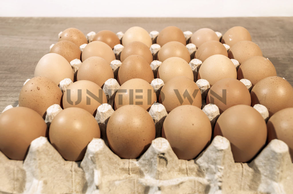 Drum Type Egg Tray Machine Pulp Molding Egg Tray Production Line