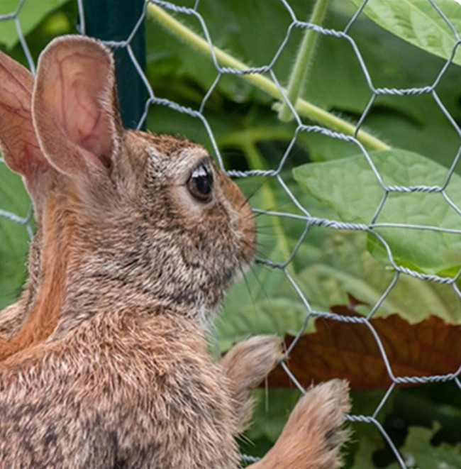 Hexagonal Galvanized Chicken Wire Mesh BWG 12 3/4"