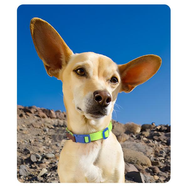 Anti Breakaway Dog Training Collars Safe Small Medium Sized Pet Collar