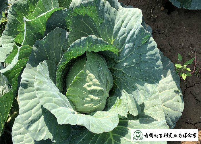 Good Taste Chinese Round Cabbage , Small Green Cabbage 1 Kg / Per Size