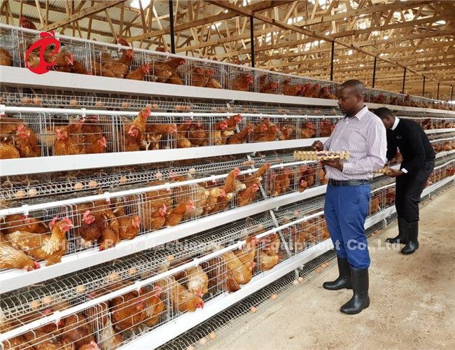 200 Birds Automatic Chicken Battery Cage For Sale Egg Layer Cage Farm Ada