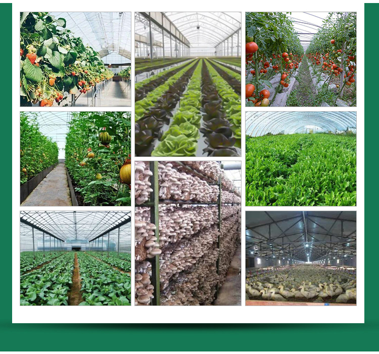 American Tomato Agriculture Polycarbonate Greenhouse Equipped with Hydroponic Systems