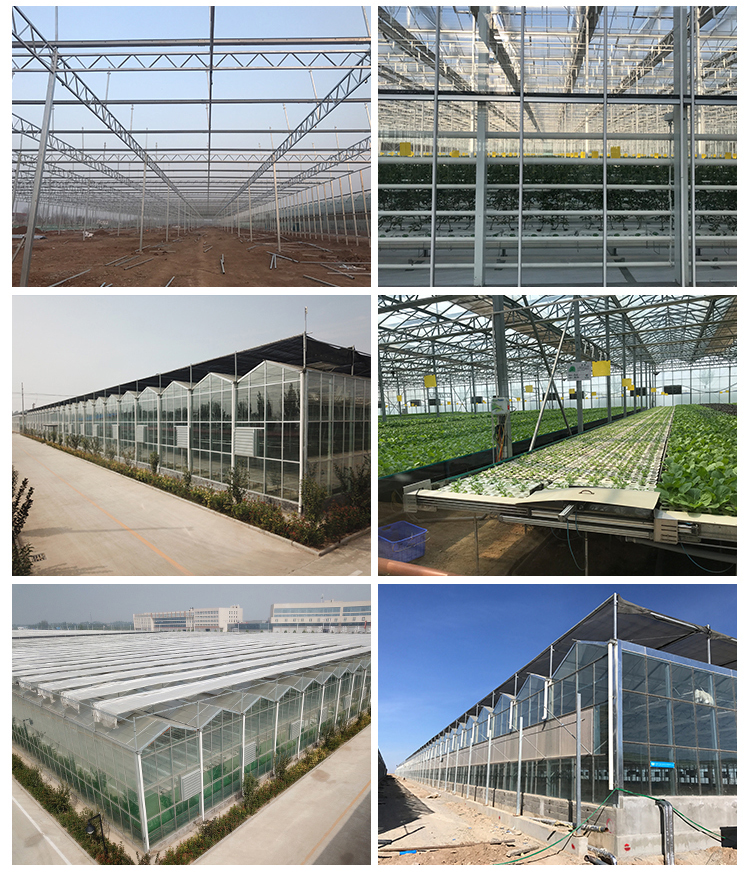 Multi-span Agricultural Glass Greenhouse with Film Covering Width 8m or Customizable