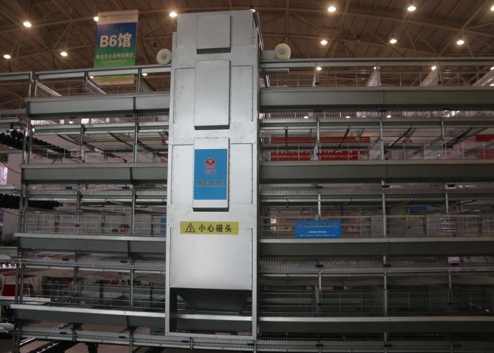 Stable Automatic Poultry Feeder System Chick Rearing Equipment 15-20 Years Lifespan