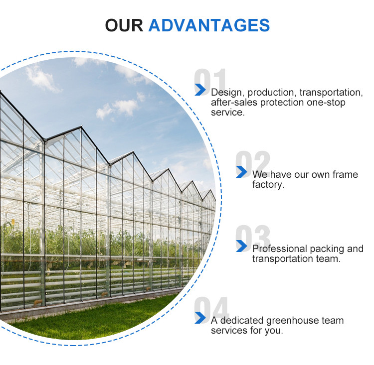 Garden Winter Cover Mushroom Solar Glass Greenhouse Multi Span Venlo Type Greenhouse