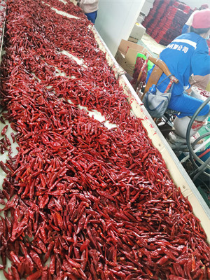 Tientsin Dried Birds Eye Chilli Anhydrous Whole Red Peppers XingLong