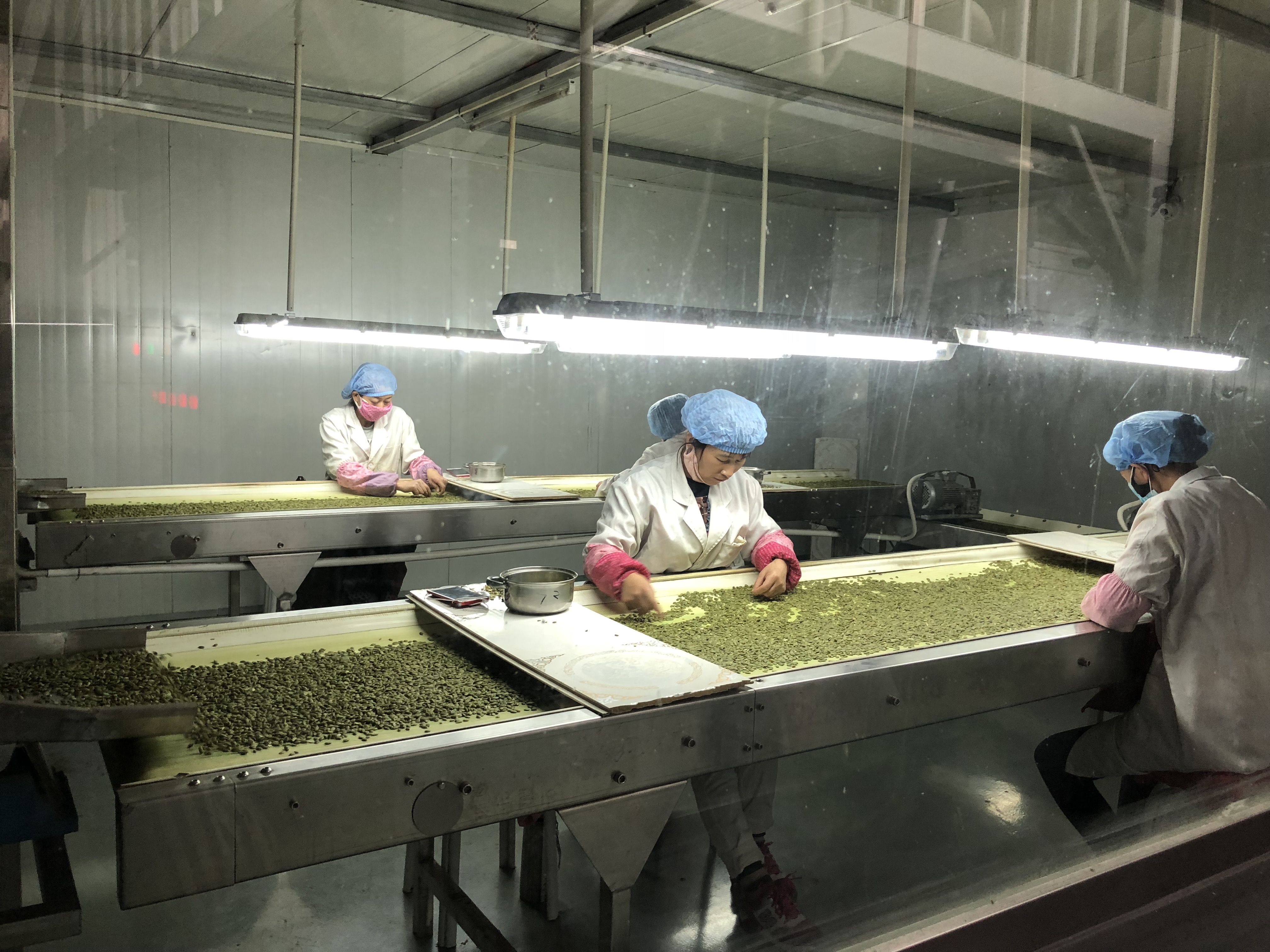 Sunflower Seeds From Inner Mongolia Factory direct High quality T5 sunflower seeds to eat