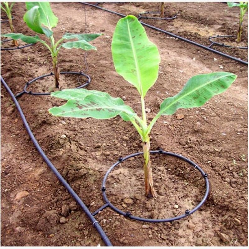 Garden Gravity Fed Greenhouse Watering System Black Color Plastic Drip Hose