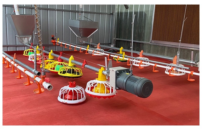 A complete set of plastic line raising equipment for duck farm in high quality chicken farm