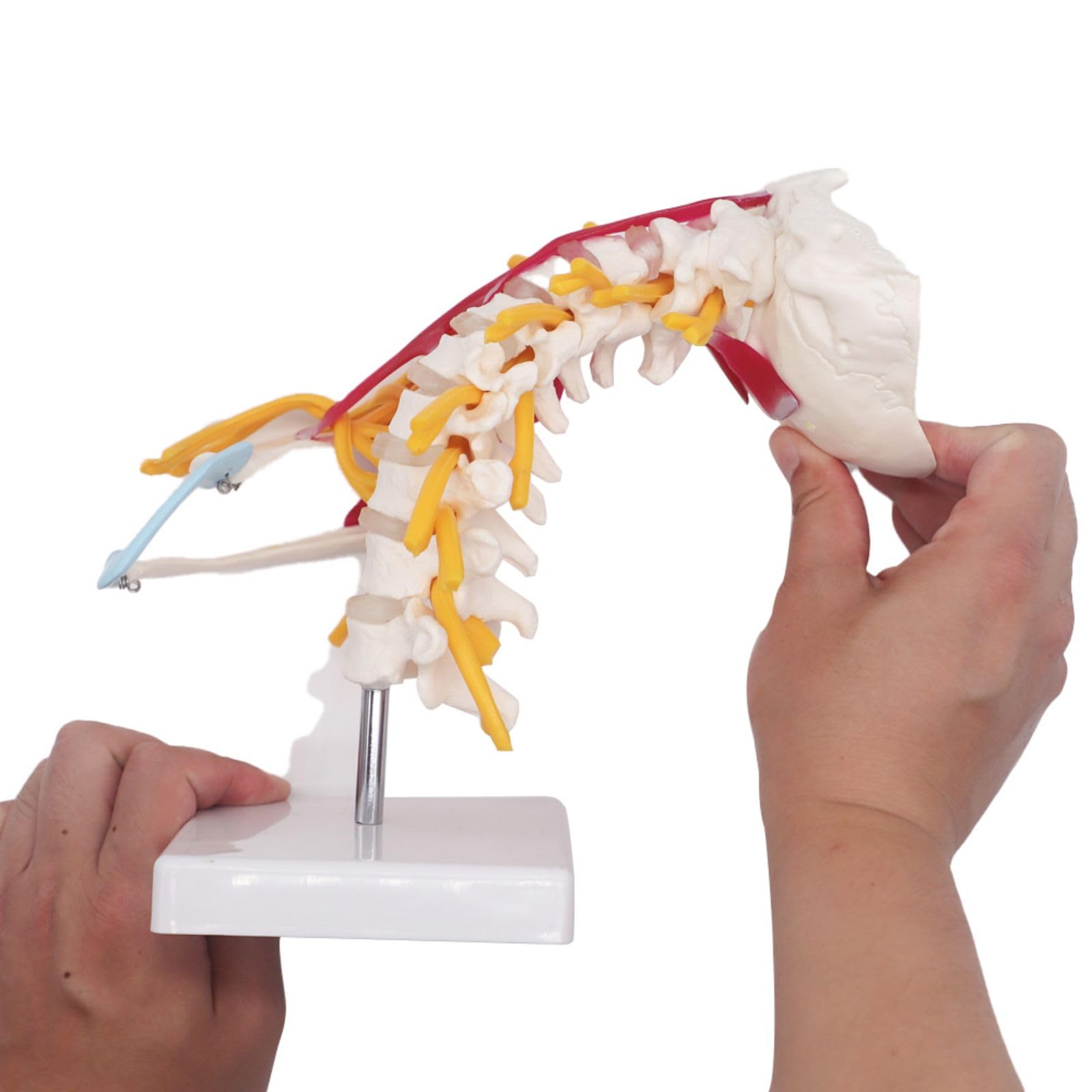 Cervical Spine Anatomical Skeleton Model For Study Display Teaching