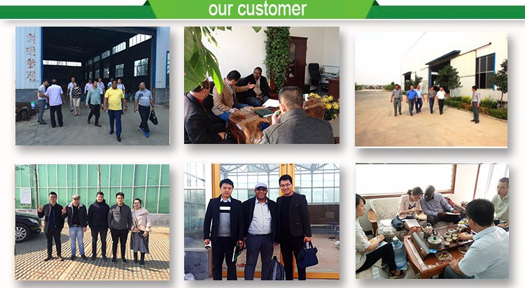 Multi-Span Agricultural Greenhouses with Used Container Hydroponic Growing Systems