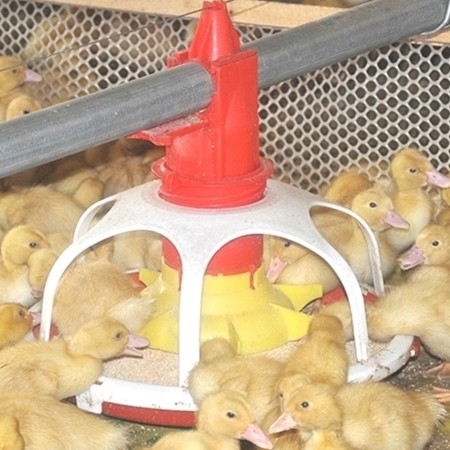 Duck Goose Pp Chicken Feeding Pan For Poultry Farming Automatic Equipment