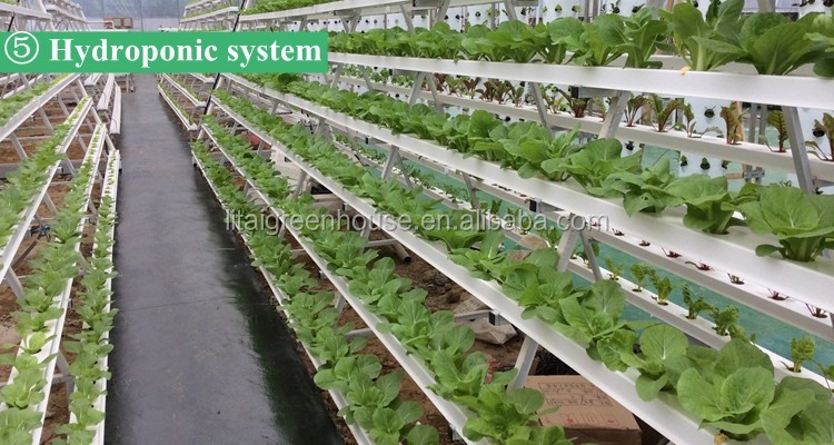 Film Covered Greenhouse for Agriculture in Namibia Affordable and Customizable Height