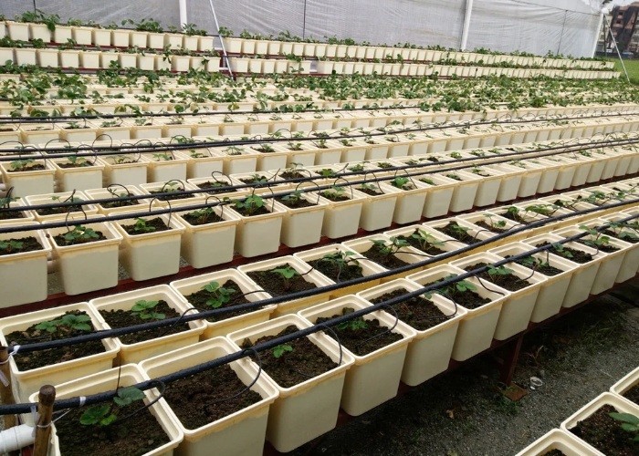 Pp Soilless Hydroponic System Medium 30x25x23cm Beige Dutch Bucket Growing Tomatoes Cucumber Zucchini