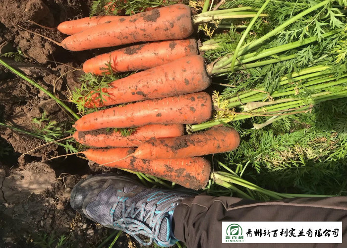 Japan Standard Fresh Organic Carrots Own Plantation Supply To Supermarket