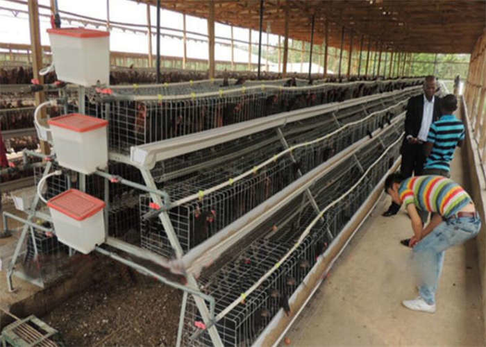 Long A And H Type Stepped Chicken Laying Eggs Cage 188CM 3 Tier Chicken Cage