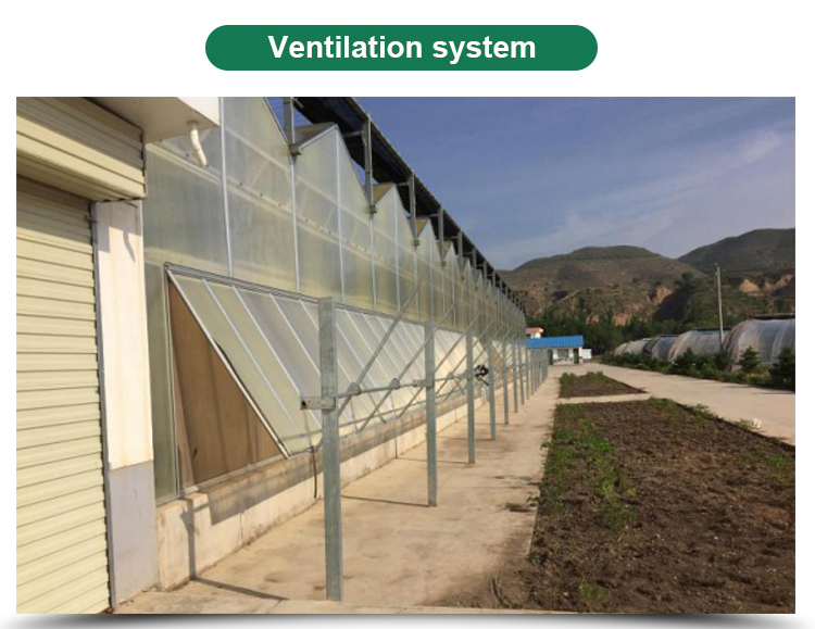 American Tomato Agriculture Polycarbonate Greenhouse Equipped with Hydroponic Systems