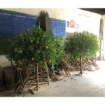 Green Branches Fake Lemon Tree For Party Wedding Festival Decoration