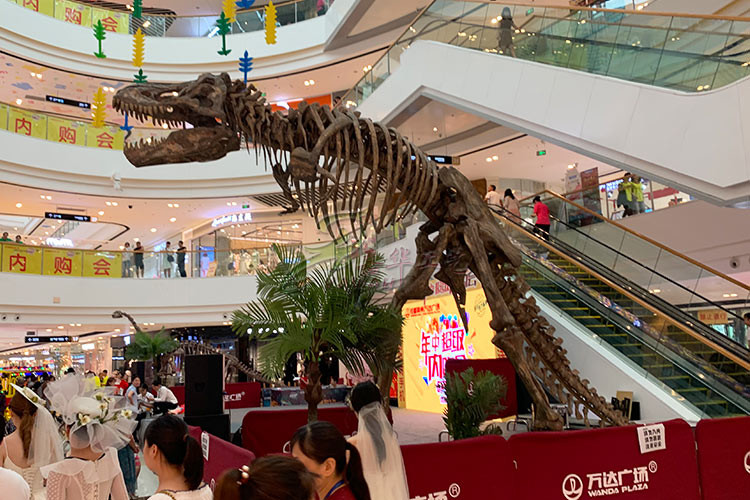 Indoor / Outdoor Exhibition Dinosaur Skeleton Bones Replicas With Steel Frame