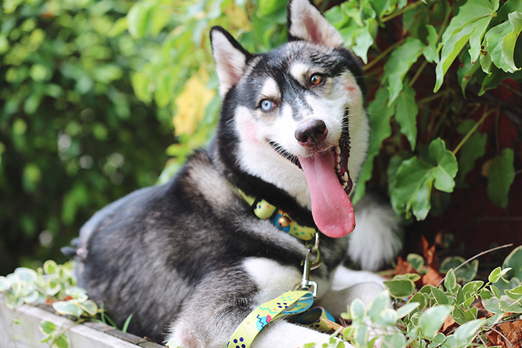 1.5cm Polyester Dog Collar For Dye Sublimation Hidream Dog Harness Personalized ID