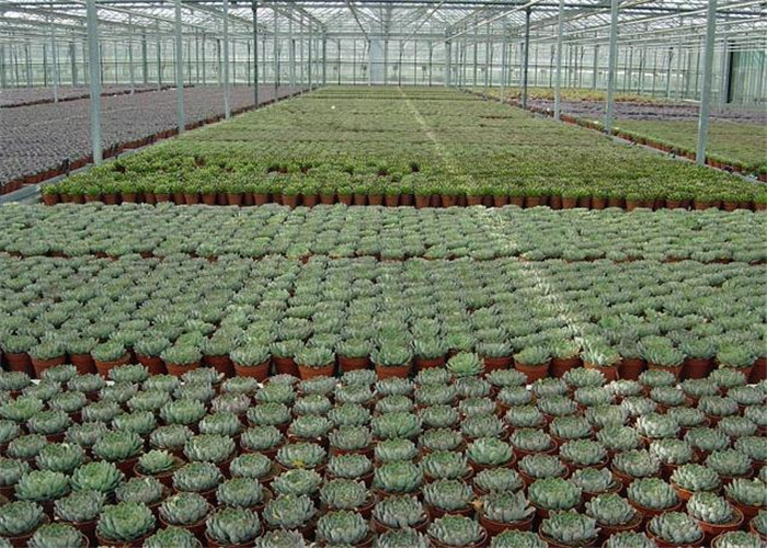 Large Ventilated Area Forest Garden Greenhouse Galvanized Frame Finishing