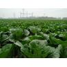Buy cheap Cruciferous Organic Green Cabbage , No Putrefaction Healthy Cabbage from wholesalers