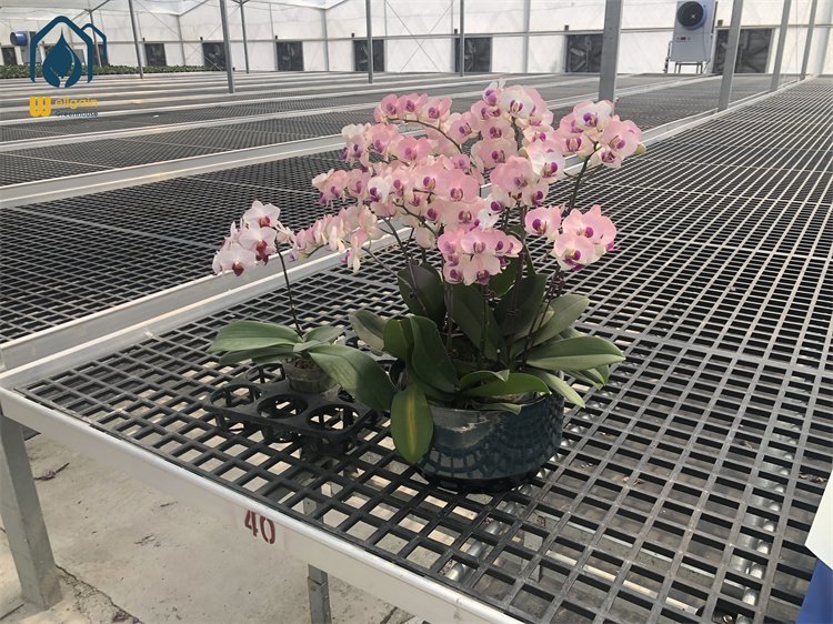 planted vegetable flowers 1.jpg
