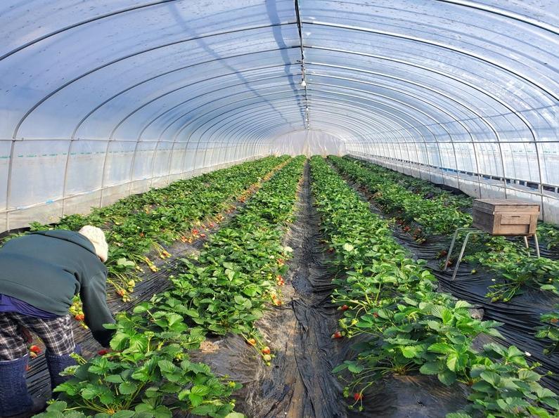 Tunnel Film Greenhouse with Single Layer Film