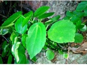 China Bulk herb for sale Pilea cavaleriei H Lév traditional chinese herb online store Shi you cai on sale