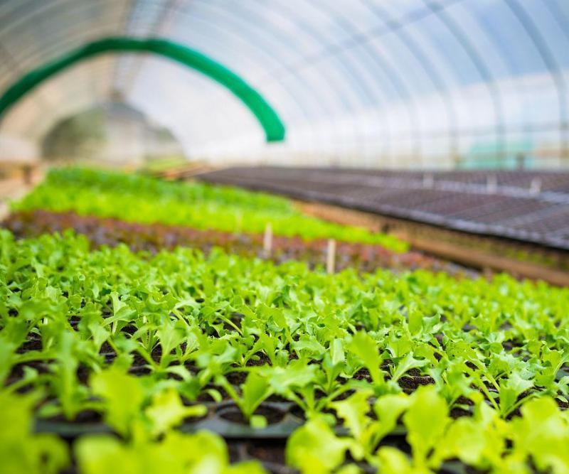 Single-Pan Hydroponic Tomato Cultivation Greenhouse