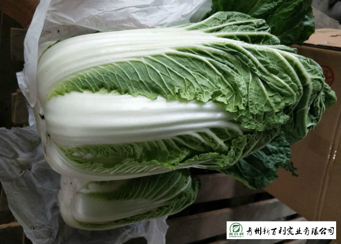 Delicious Chinese Manufactured Cabbage , Cruciferous Chinese Flowering Cabbage