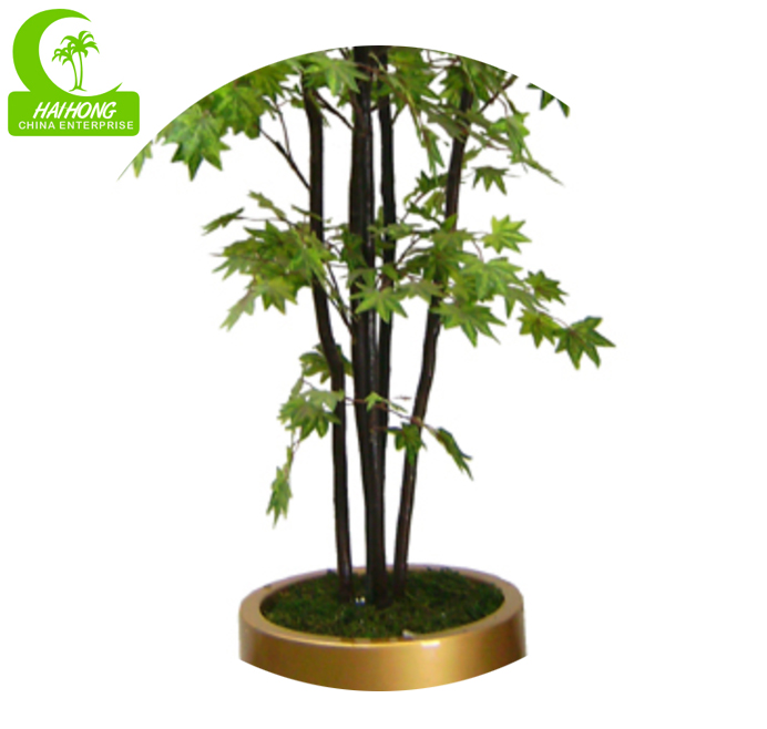 maple tree